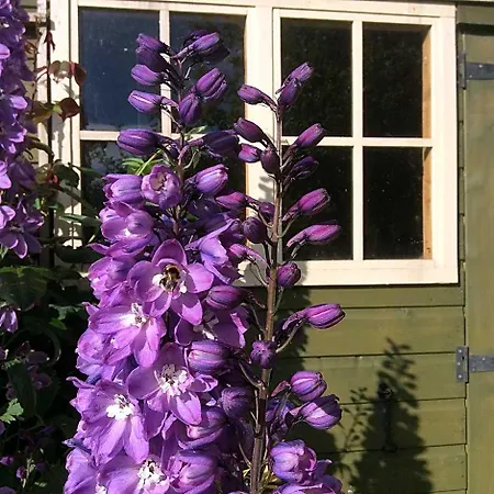 Pomona Bed & Breakfast
