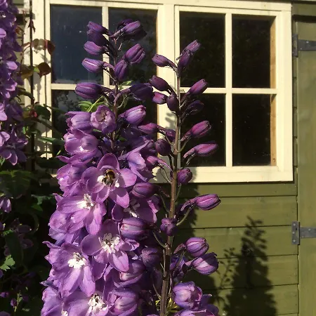 Pomona Bed & Breakfast 4*